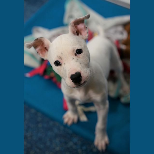 Photo of Snowy 