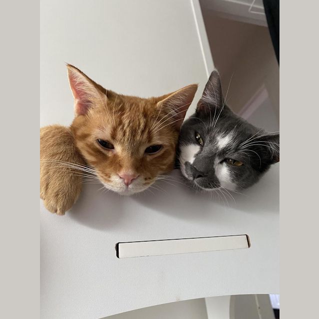 Photo of Kika And Mushroom