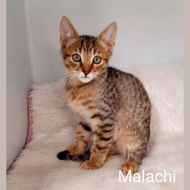 Photo of Malachi