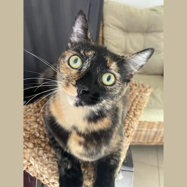 Photo of Moana 