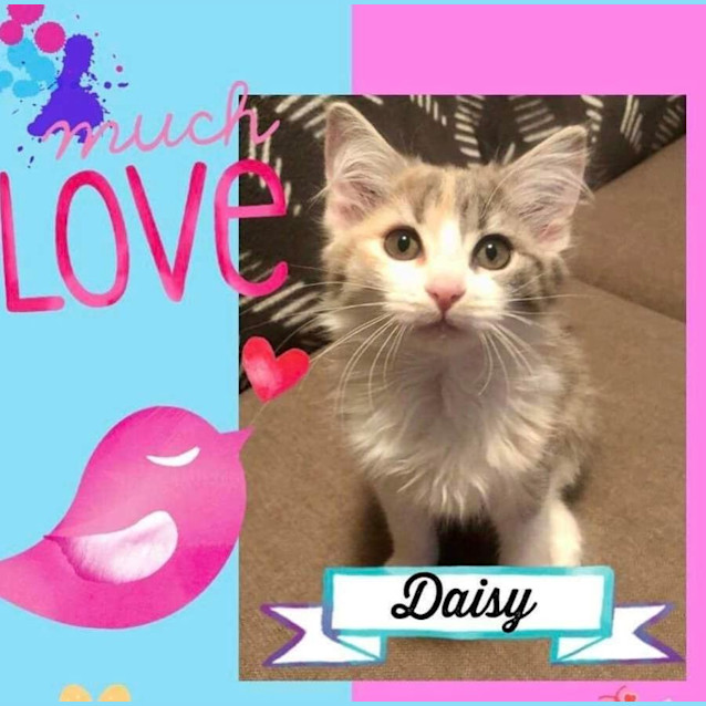 Photo of Daisy 
