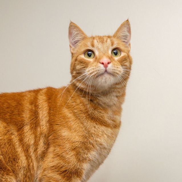 Photo of Oscar