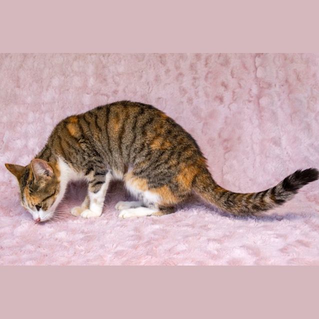 Photo of Felicia
