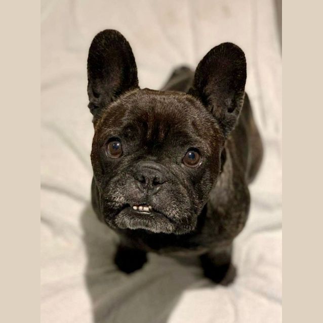 Photo of Ruby