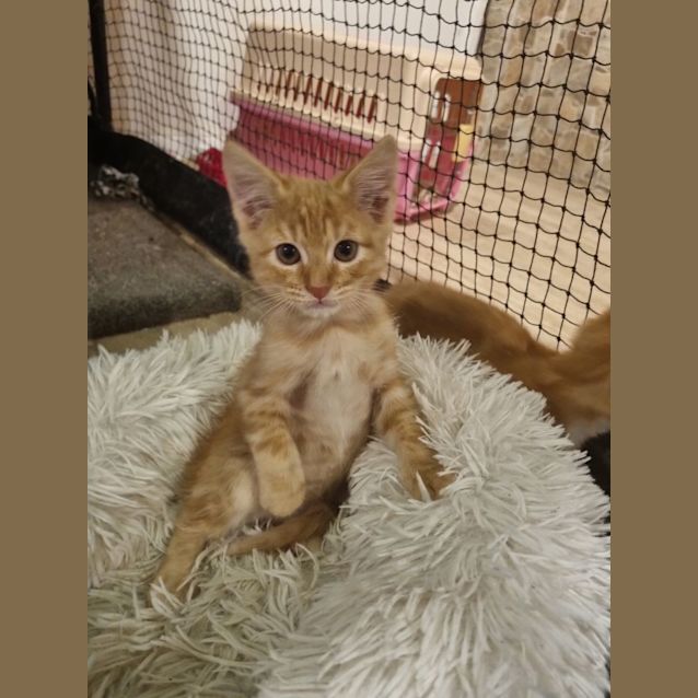 Photo of Butternut