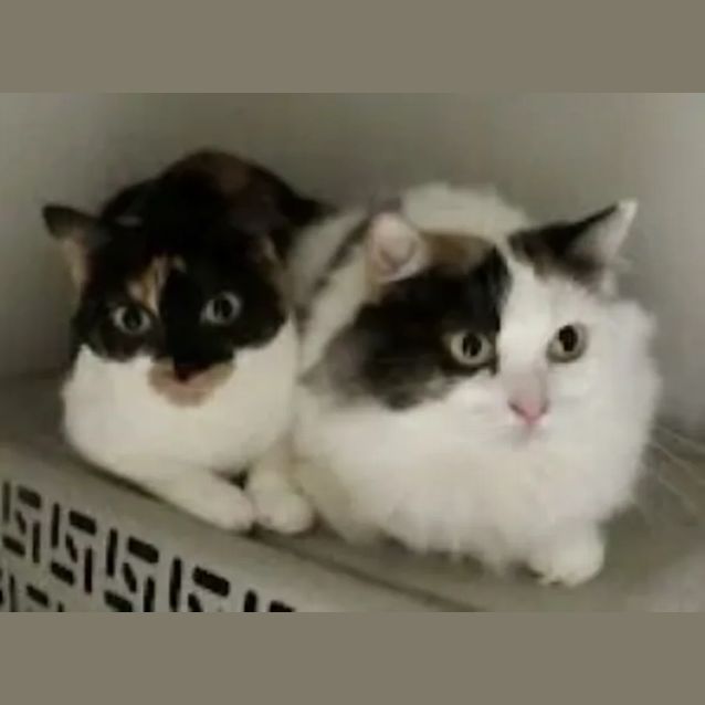 Photo of Rosie & Callie