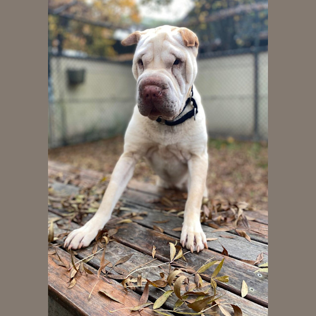 Photo of Lacey