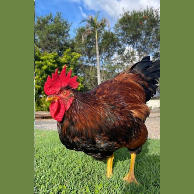 Chooky Bok Bok - Male Rooster in QLD - PetRescue Chooky Bok Bok - Male Rooster in QLD - PetRescue