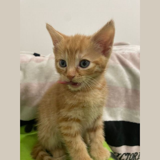 Photo of Ted**2nd Chance Cat Rescue**