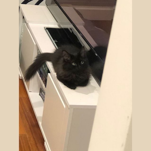 Photo of Blacky