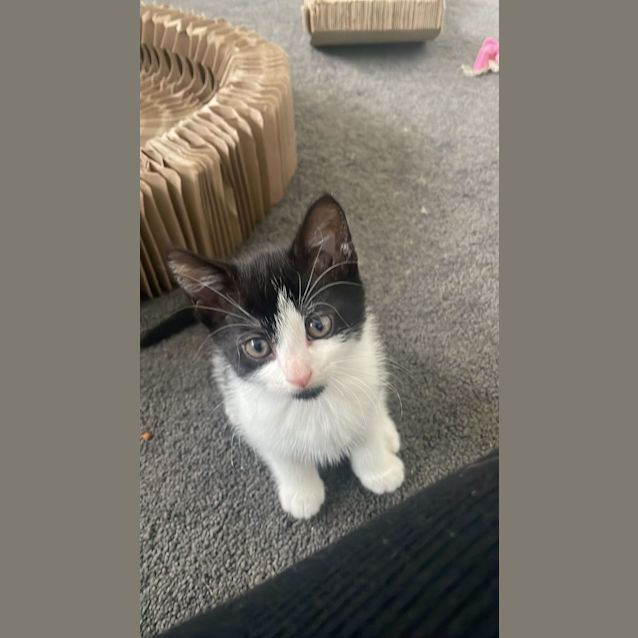 Photo of Monte**2nd Chance Cat Rescue**