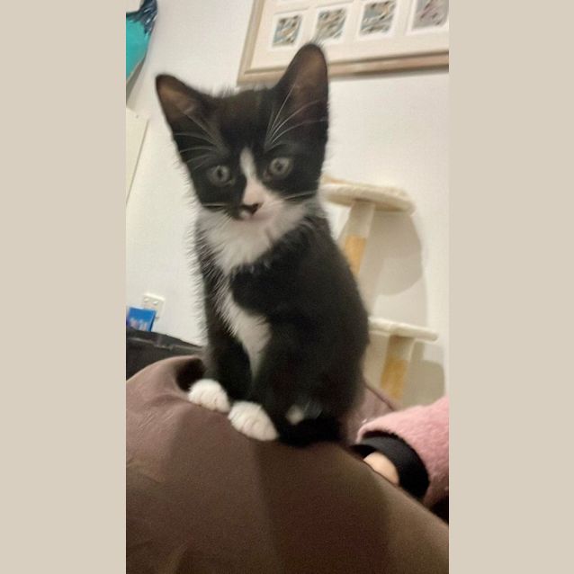 Photo of Romeo**2nd Chance Cat Rescue**