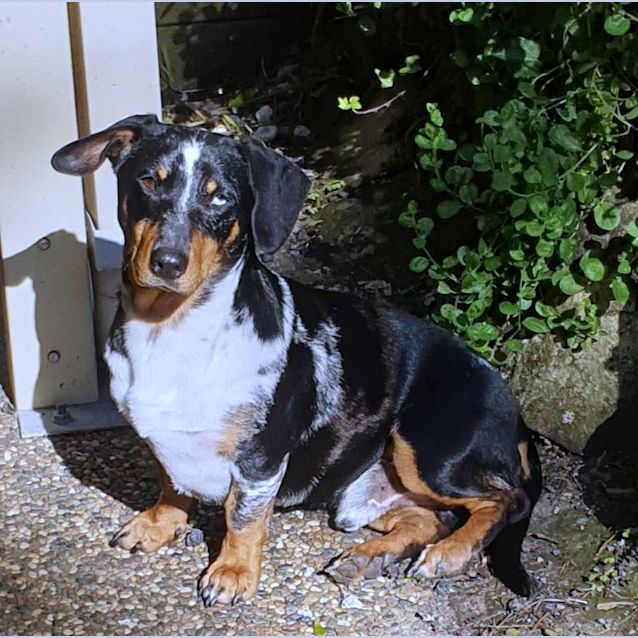 Photo of Sammy (Lochy) ~ 18mo Dachshund X(on Trial 30/6/22)