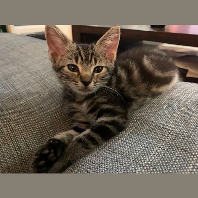 Photo of Cinnamon Swirl