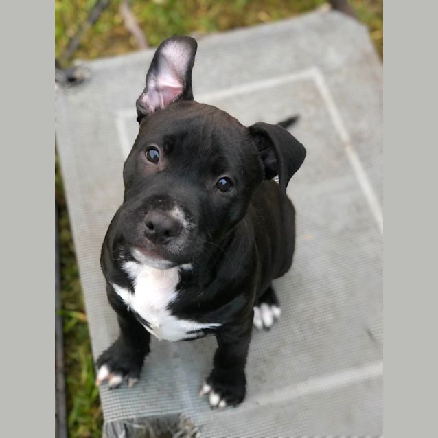 Photo of Jag ~ Staffy Puppy(on Trial 3/7/22)