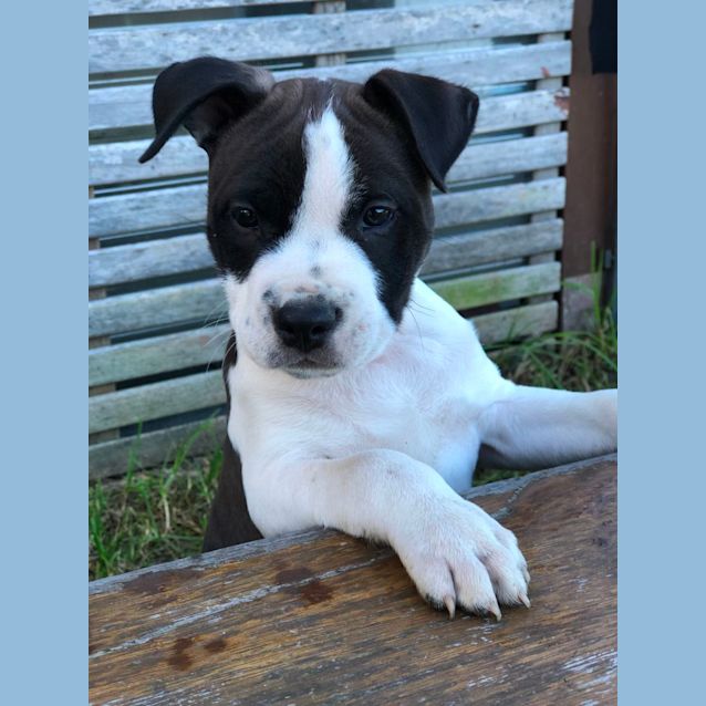 Photo of Jonas ~ Staffy Puppy(on Trial 3/7/22)
