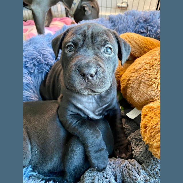 Photo of Puppy Lou Dl2882