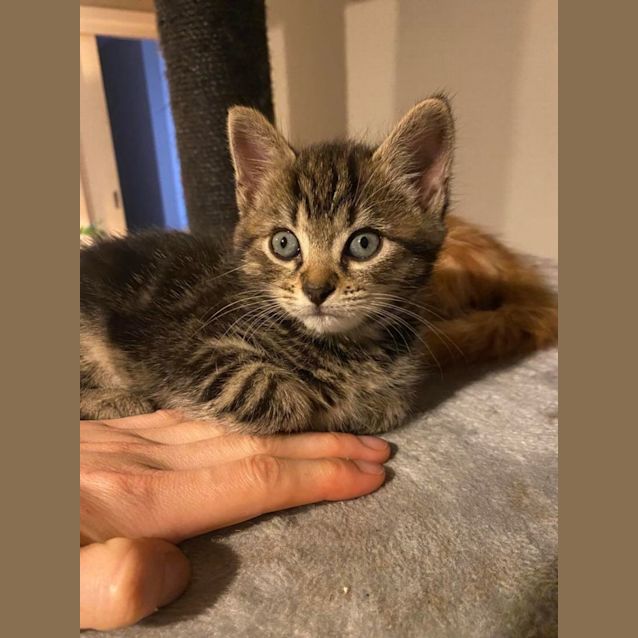 Photo of Obie**2nd Chance Cat Rescue**
