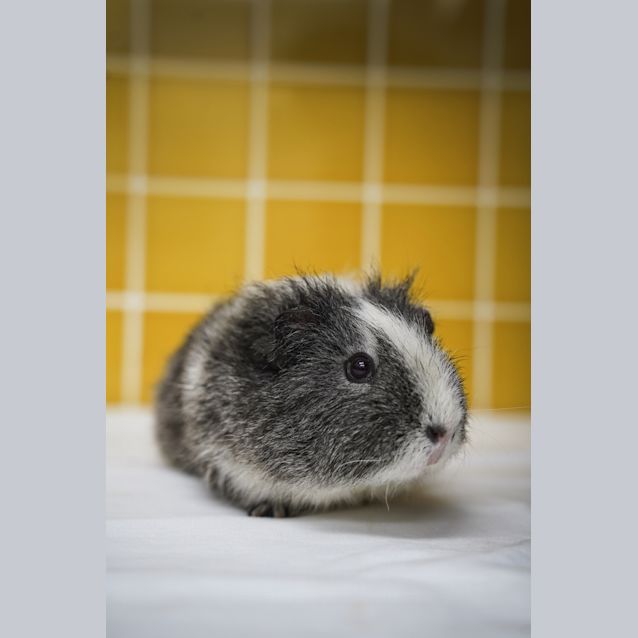 Photo of Honey Bee