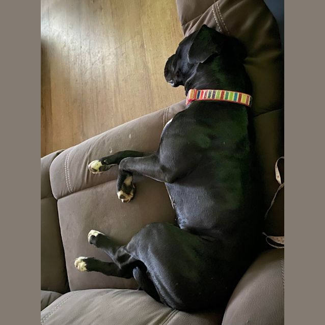 Photo of Jett