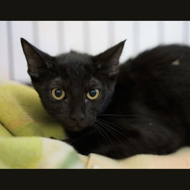Photo of Gatto