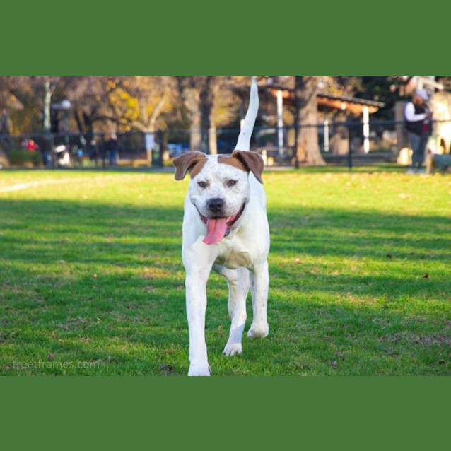 Photo of Vincent Whistledown