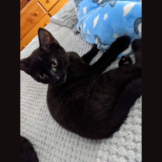 Photo of Jet 🖤