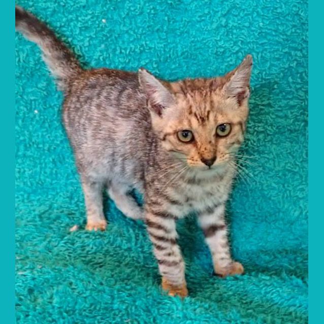 Photo of Christian Grey