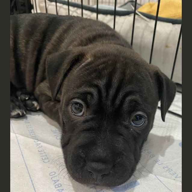 Photo of Puppy Sydney Dl2880