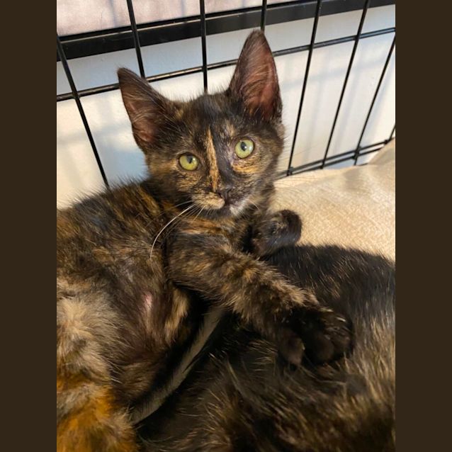 Photo of Kahlua & Hazel 