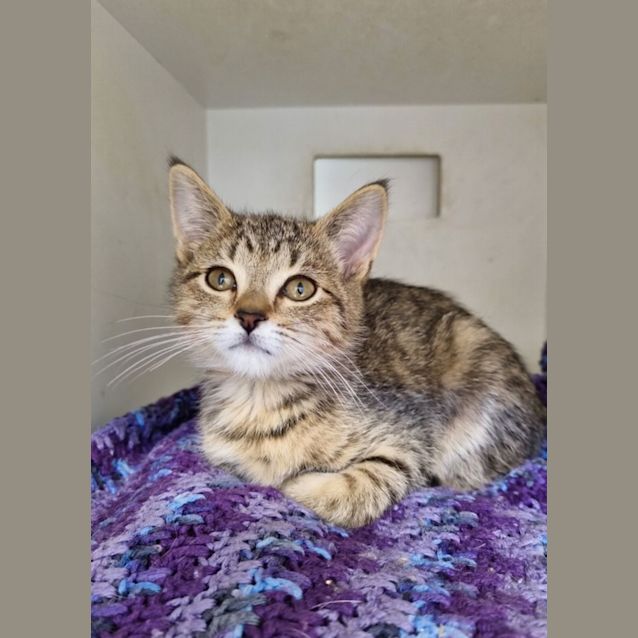 Photo of Tink
