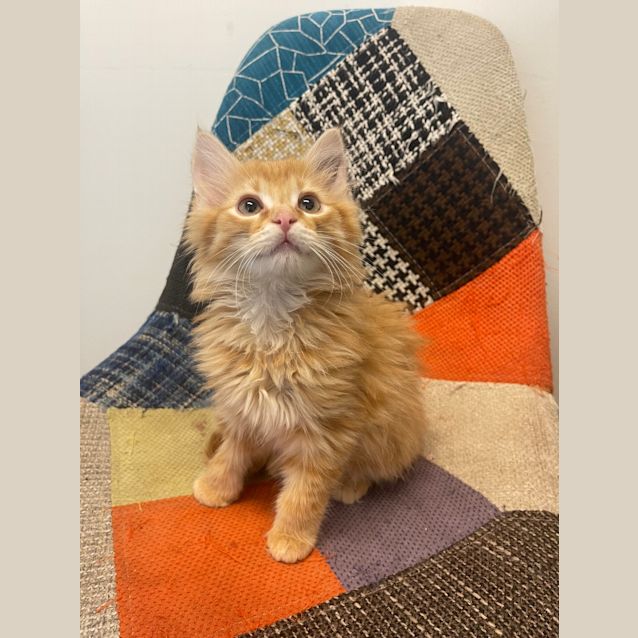 Photo of Cosmo