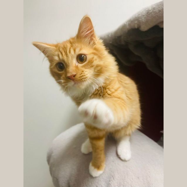 Photo of Qianna   Meet Me At Pet Stock Vermont
