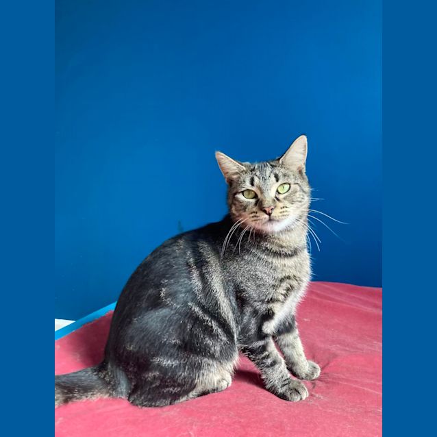 Photo of Arachne   Located In Collingwood