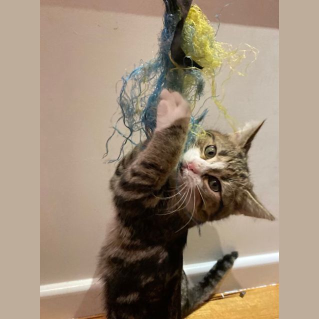 Photo of Ricky   Located In Northcote
