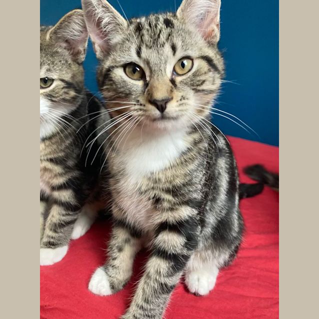 Photo of Robby   Located In Northcote