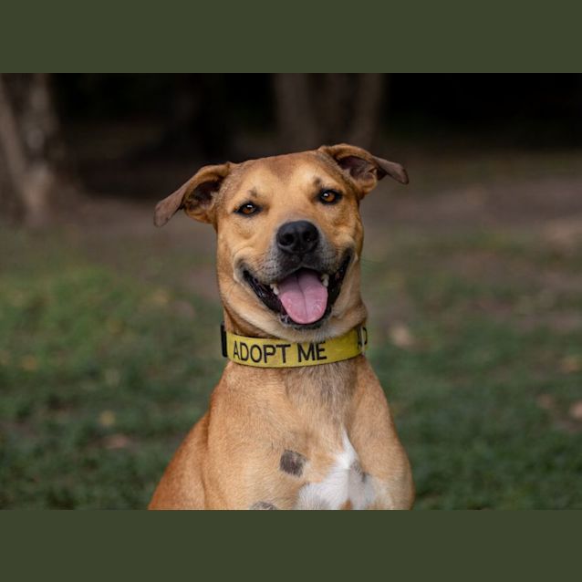 Photo of Zulu