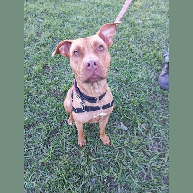 Photo of Pumpkin