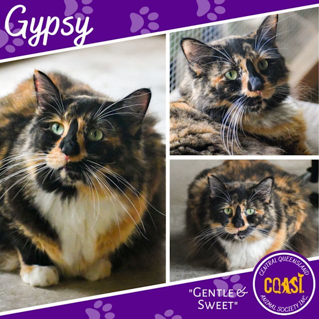 Photo of Gypsy