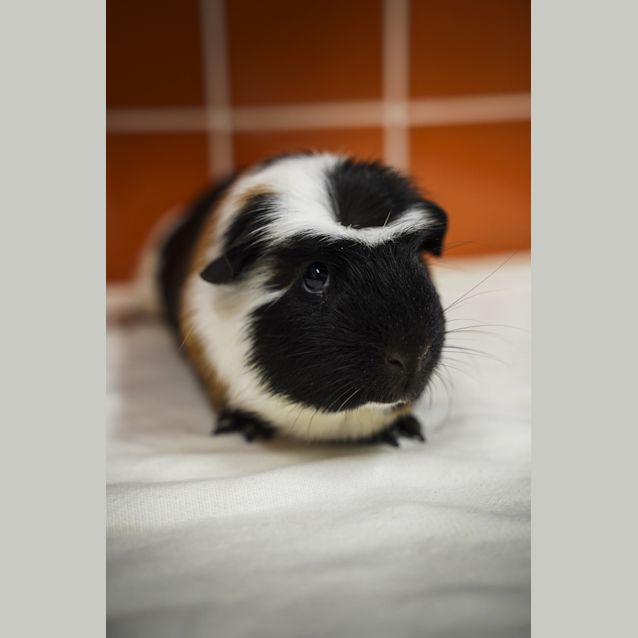Photo of Franklin