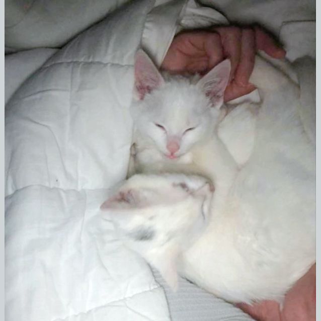 Photo of 🥑Guacamole & Tzatziki🧄