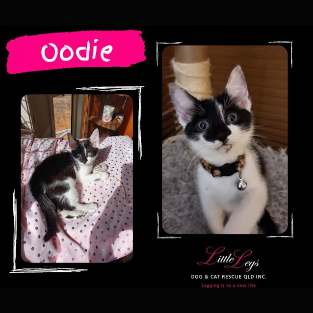 Photo of Oodie