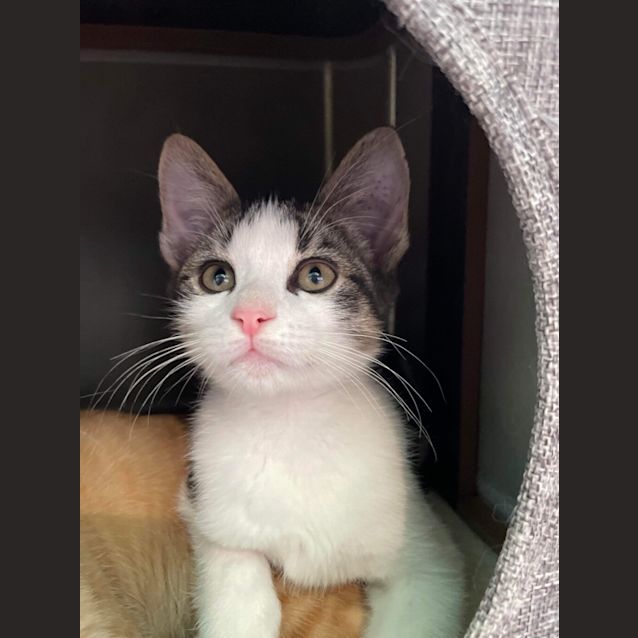Photo of Emperor