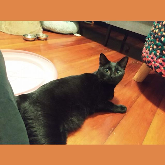 Photo of Jax