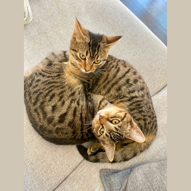 Photo of Max & Saffy