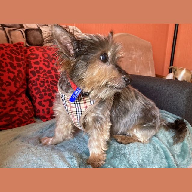 Photo of Lucy 🌞 Silky Terrier (On Trial 17/7/22)