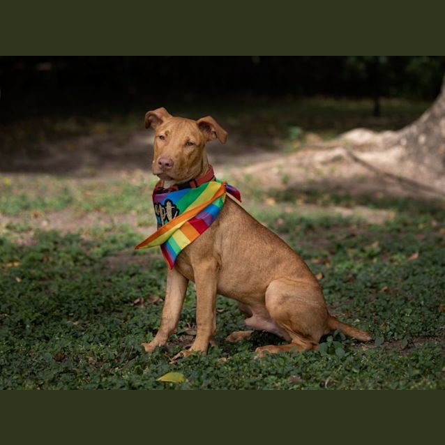 Photo of Podrick