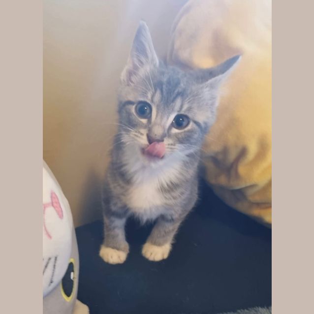 Photo of Brightheart