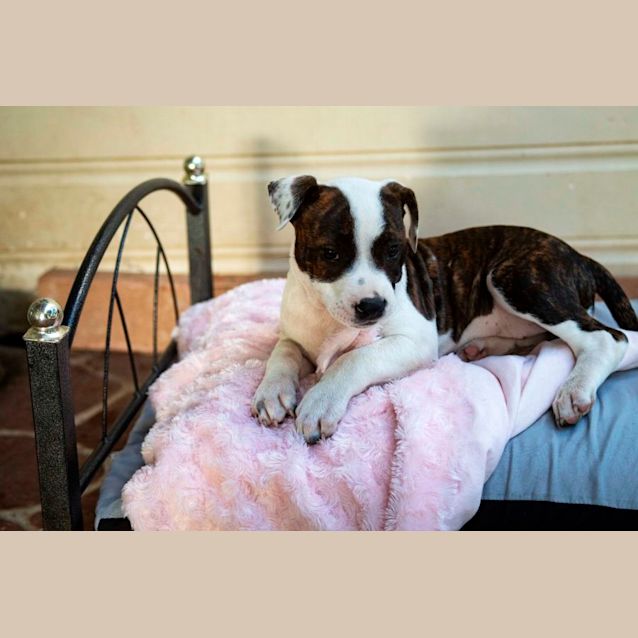 Photo of Poppy ~ English Staffy Puppy(on Trial 5/7/22)