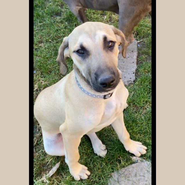 Photo of Buttercup 